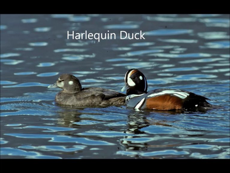 Diving Ducks