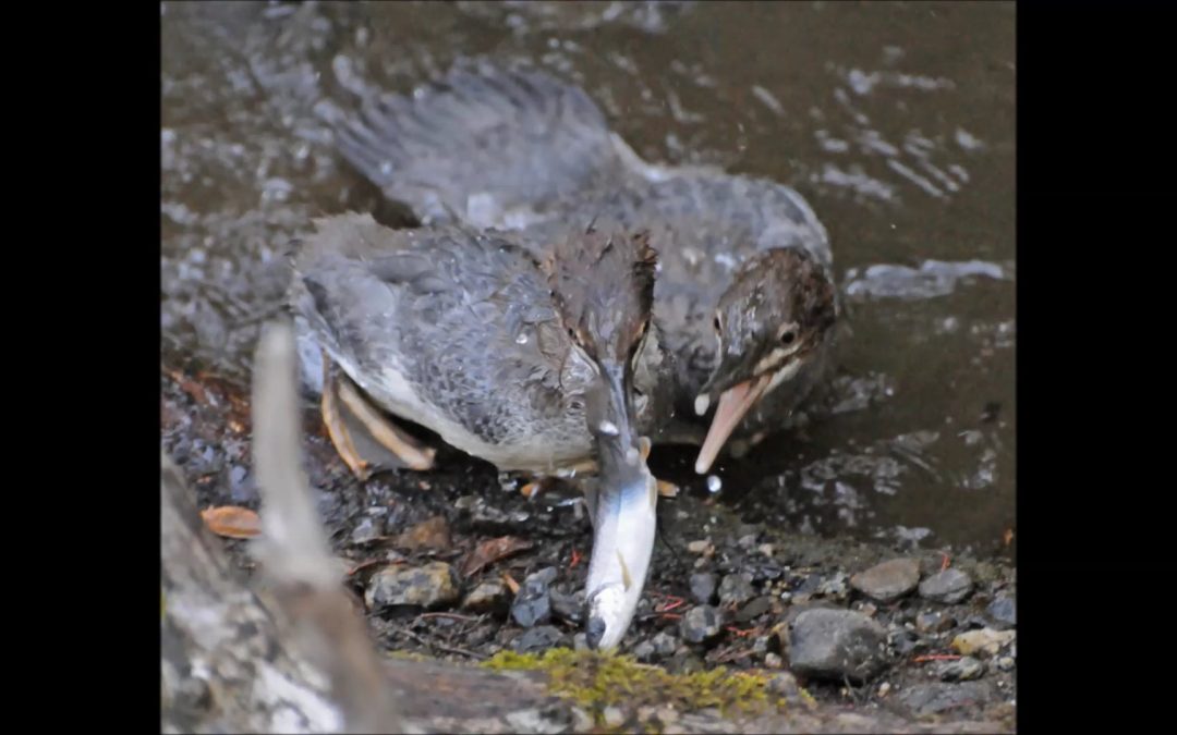 Mergansers in Alaska