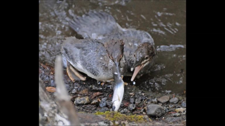 Mergansers in Alaska