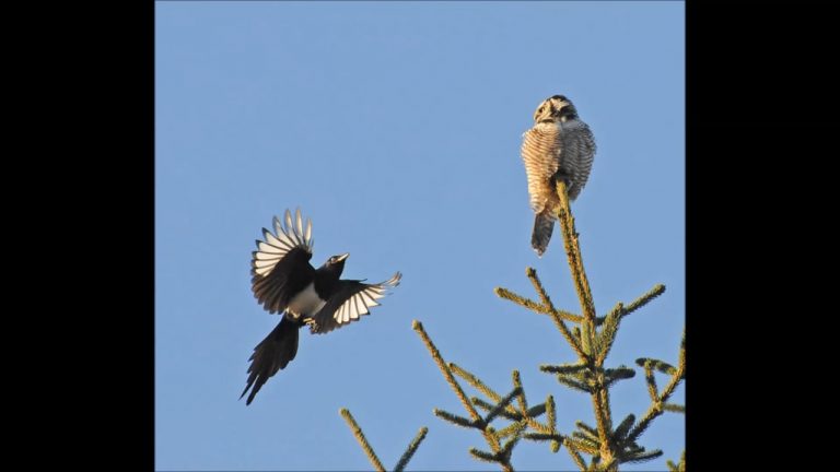 Northern Hawk Owl
