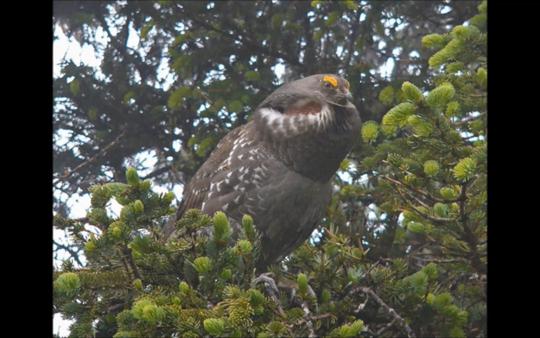Grouse in Alaska
