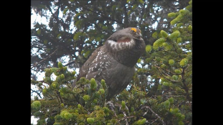 Grouse in Alaska