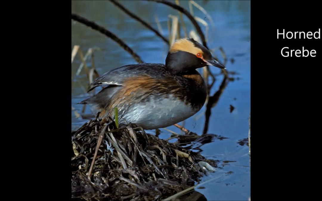 Grebes in Alaska