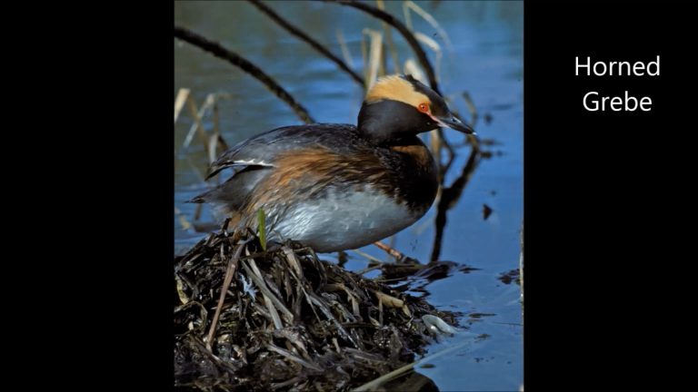 Grebes in Alaska