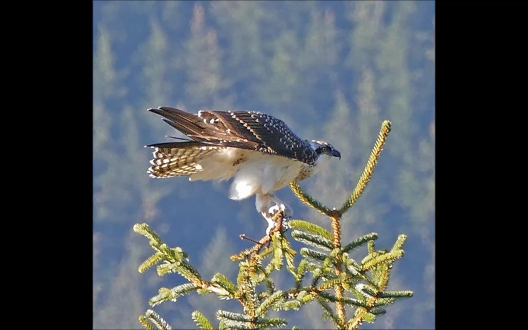 Osprey