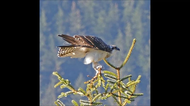 Osprey