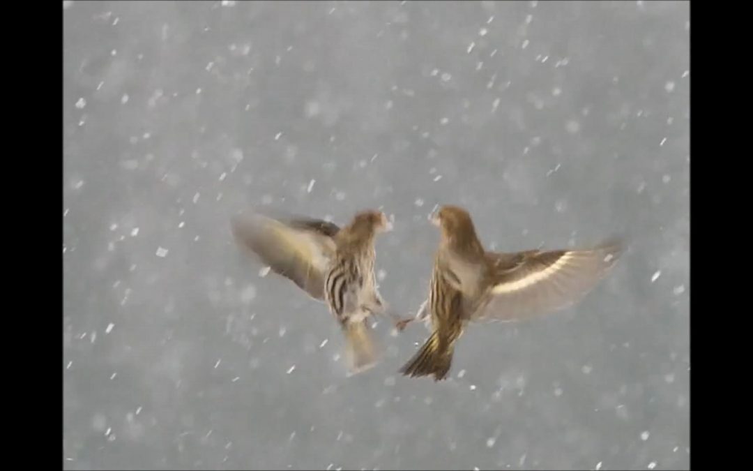 Pine Siskins in a Snow Storm