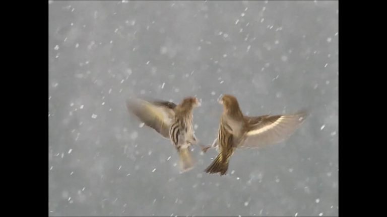 Pine Siskins in a Snow Storm