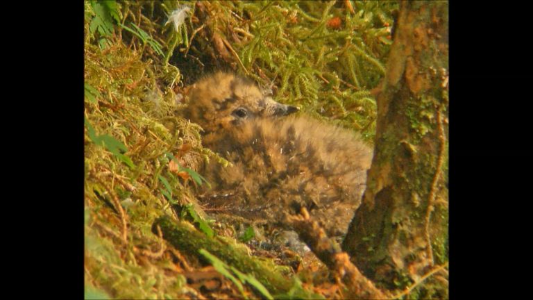 Two Murrelets in Alaska