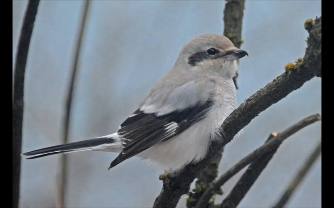 Northern Shrike