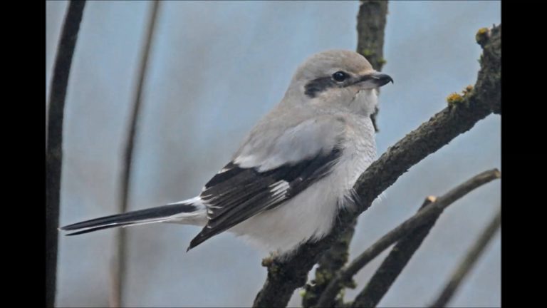 Northern Shrike