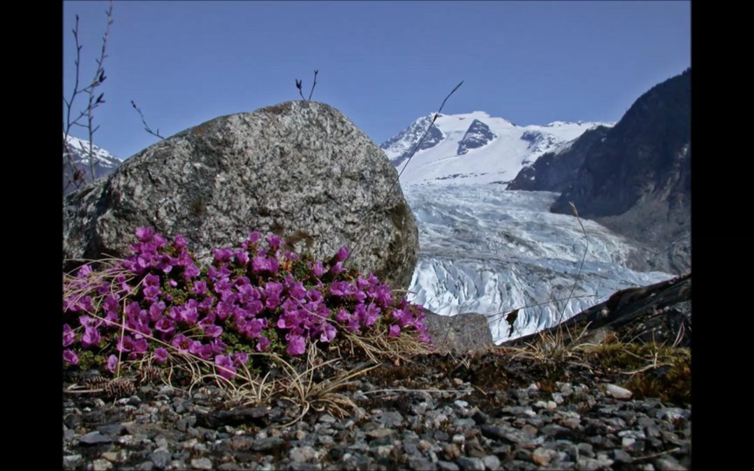 Purple Mountain Saxifrage