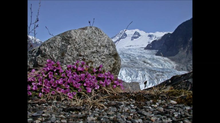 Purple Mountain Saxifrage