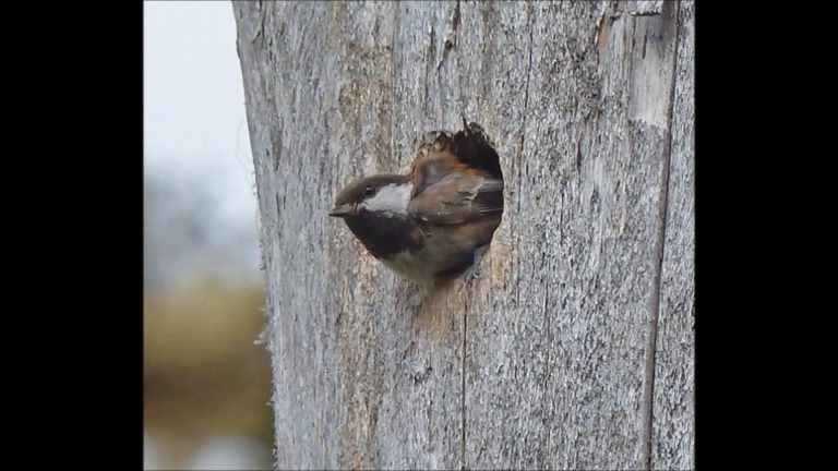 Chickadees in Alaska