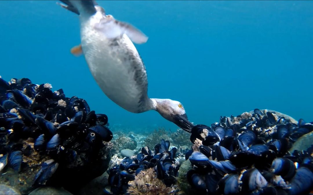 A Mussel Day