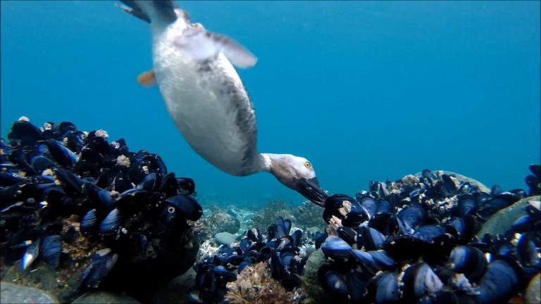 A Mussel Day