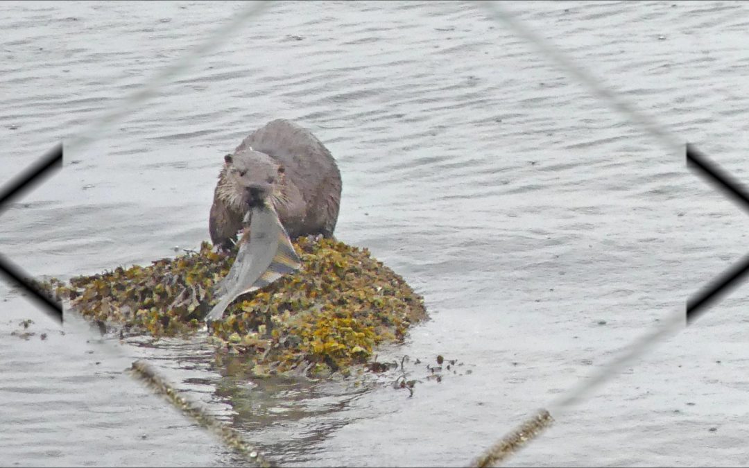 River Otter Eats Starry Flounder and