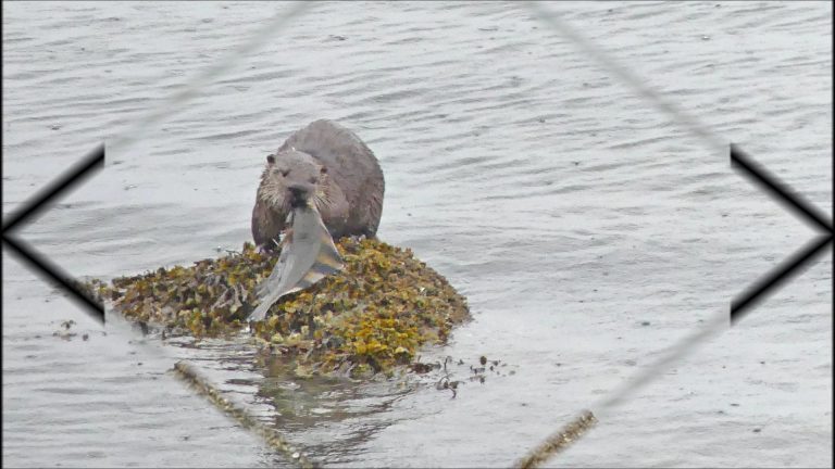 River Otter Eats Starry Flounder and