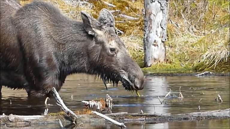 Moose Eating Buckbean