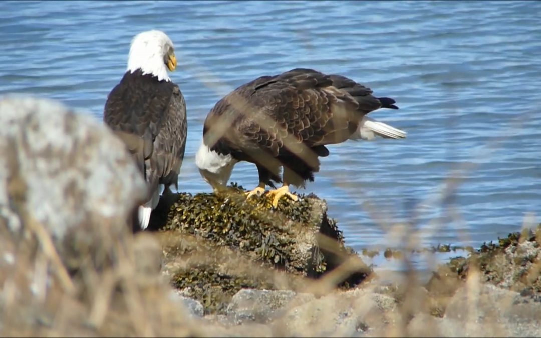 A Bald Eagle Couple