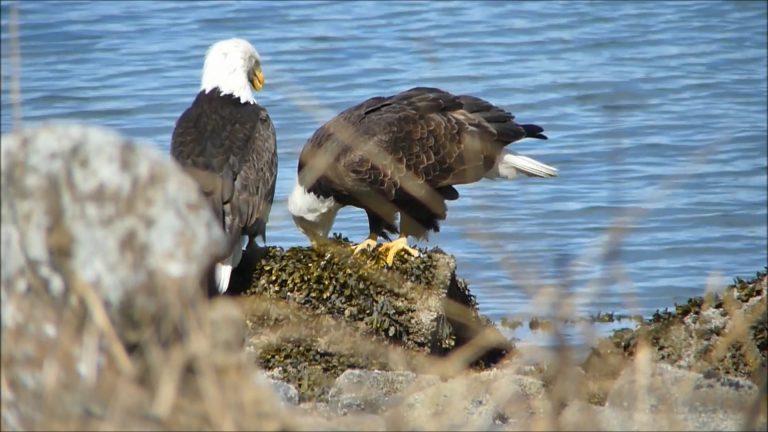 A Bald Eagle Couple