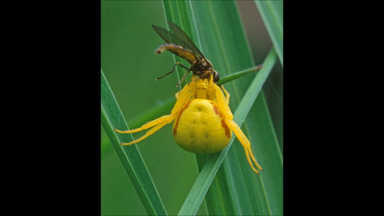 Crab Spiders in Alaska