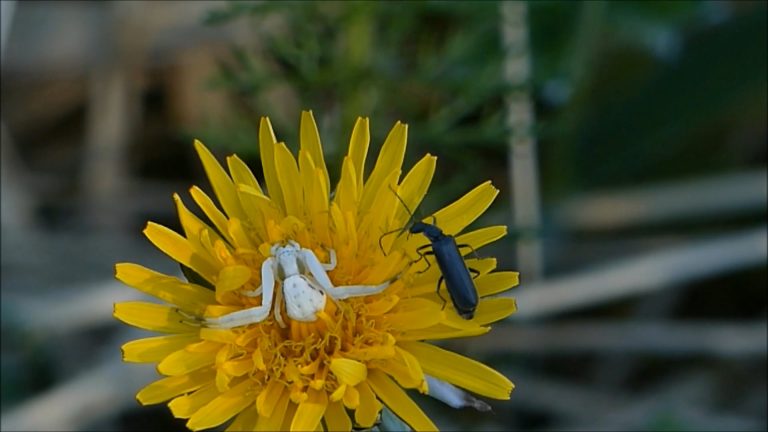 The Goldenrod Crab Spider in Alaska