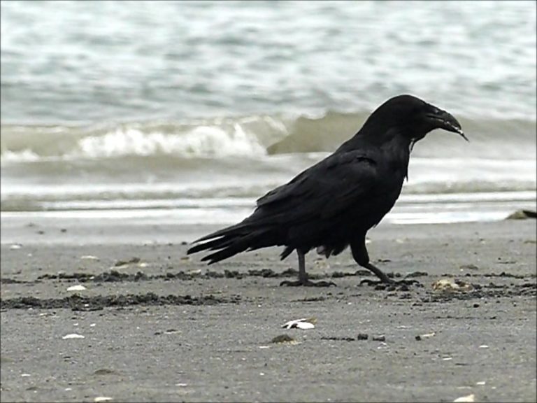Raven looks for Sand Lance