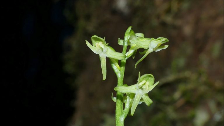 Small Bog-orchid