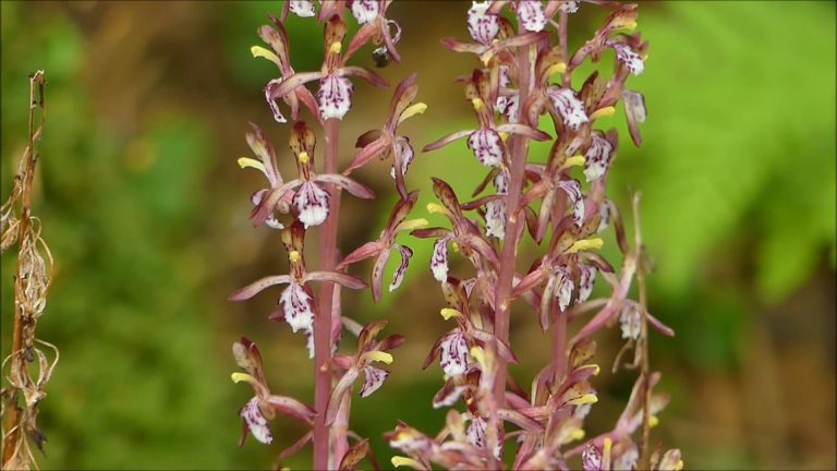 Spotted Coral Root Orchid