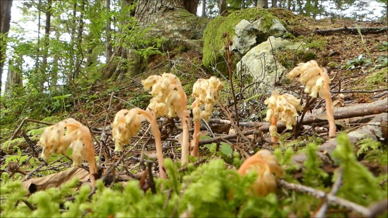 Pinesap and Indian-pipe