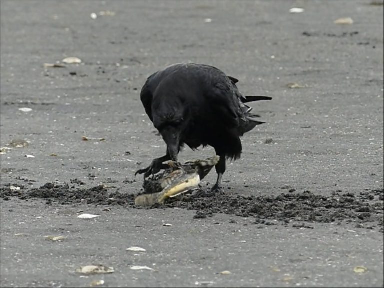 Raven digs up Staghorn Sculpin and eats its eggs