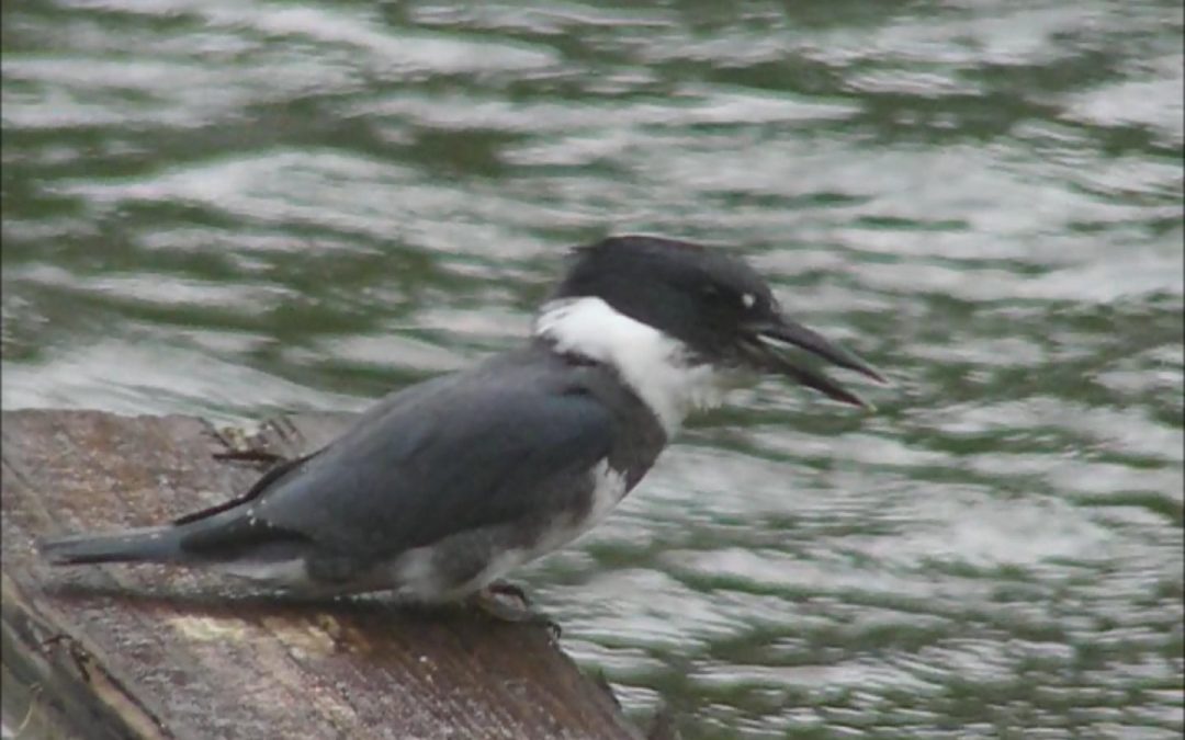 Belted Kingfisher Pellet-casting