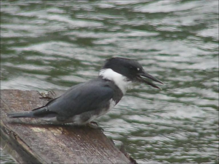 Belted Kingfisher Pellet-casting