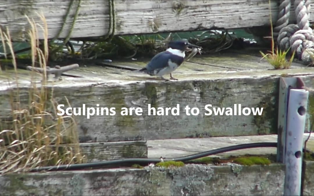 Sculpins are Hard to Swallow