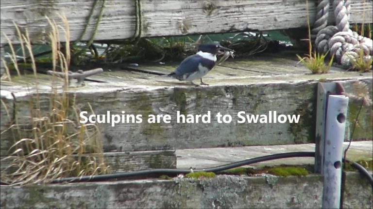 Sculpins are Hard to Swallow