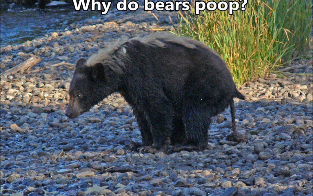 Why do bears poop?