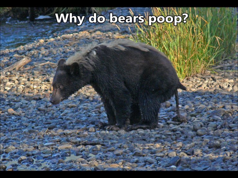 Why do bears poop?