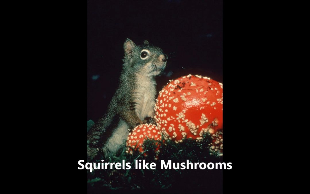 Squirrels like Mushrooms