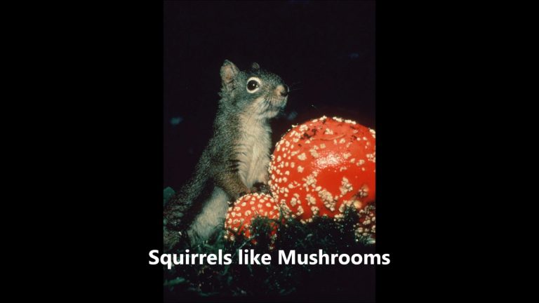 Squirrels like Mushrooms
