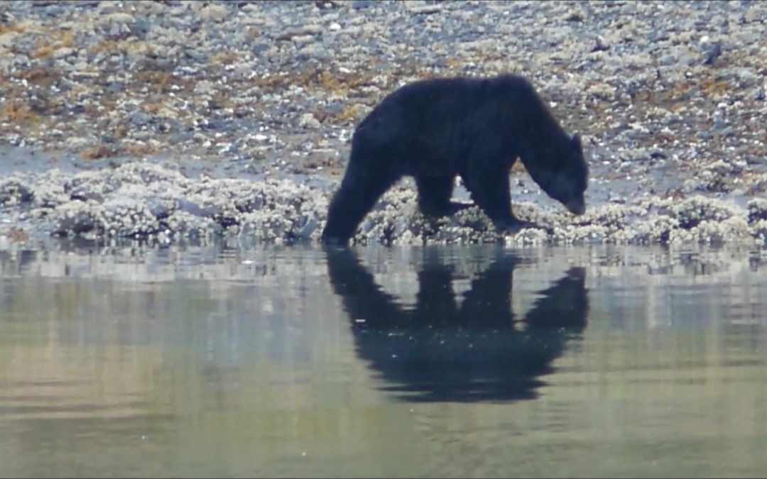 Black Bear eating Barnacles