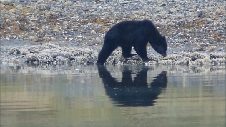 Black Bear eating Barnacles