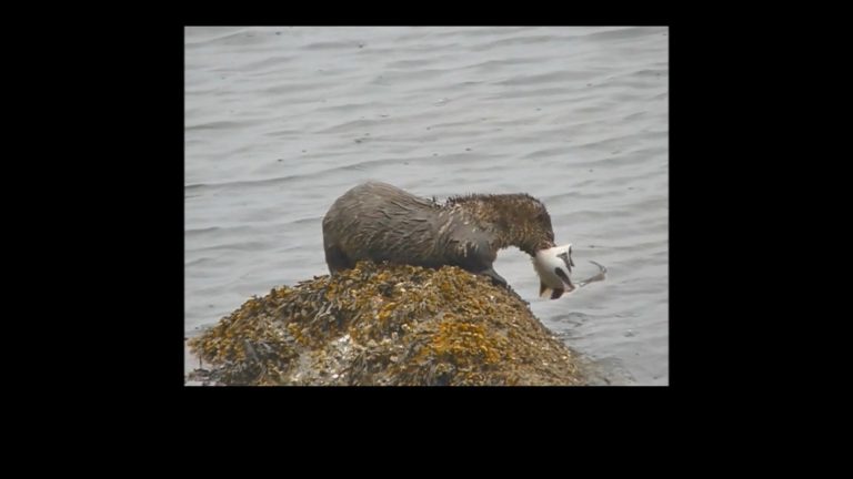Animals in Action