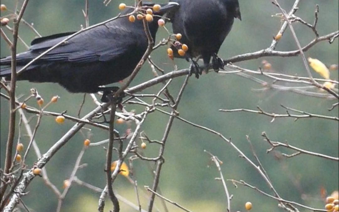 Crows Eat Crabapples but not the stems