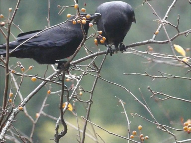 Crows Eat Crabapples but not the stems