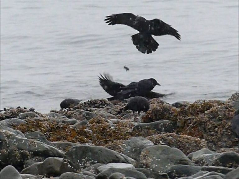 Crows dropping Mussels