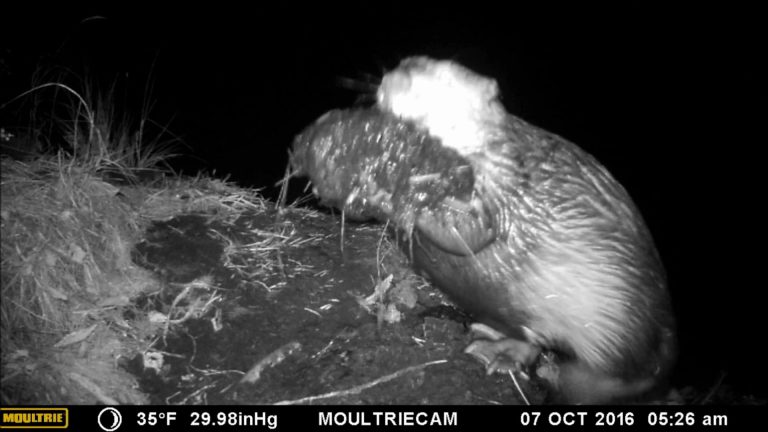 Beavers Putting Mud on their Lodge
