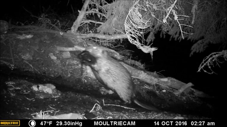 Beavers putting Mud and Sticks on their Lodge