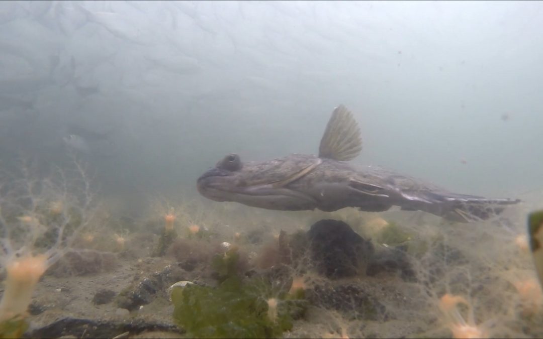 Flatfishes