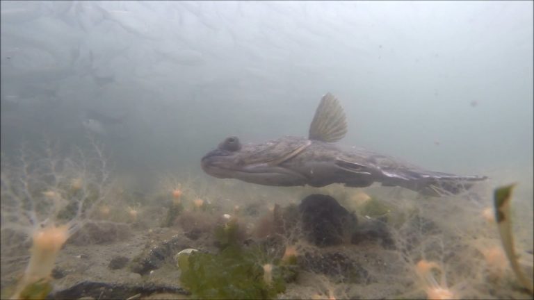 Flatfishes